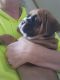 Olde English Bulldogge Puppies for sale in Kendallville, IN 46755, USA. price: NA