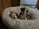 Olde English Bulldogge Puppies for sale in Finlayson, MN 55735, USA. price: $850
