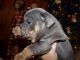 Olde English Bulldogge Puppies for sale in Jackson, MI, USA. price: $1,100