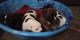 Olde English Bulldogge Puppies for sale in Owen, WI, USA. price: $2,500