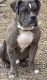 Olde English Bulldogge Puppies for sale in Greenwood, SC 29646, USA. price: $800