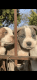 Olde English Bulldogge Puppies