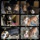 Olde English Bulldogge Puppies for sale in Zimmerman, MN 55398, USA. price: $700