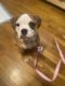 Olde English Bulldogge Puppies for sale in North Babylon, NY, USA. price: NA