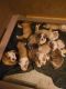 Olde English Bulldogge Puppies for sale in Lane County, OR, USA. price: NA