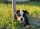 Olde English Bulldogge Puppies for sale in Sinton, TX 78387, USA. price: $900