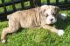 Olde English Bulldogge Puppies for sale in Lane County, OR, USA. price: NA