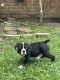Olde English Bulldogge Puppies for sale in Sumter, SC, USA. price: $1,200