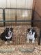 Olde English Bulldogge Puppies for sale in Sumter, SC, USA. price: NA
