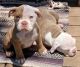 Olde English Bulldogge Puppies for sale in Littleton, CO, USA. price: NA