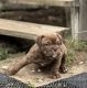 Olde English Bulldogge Puppies for sale in Viola, AR 72583, USA. price: $2,000