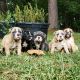 Olde English Bulldogge Puppies for sale in Colfax, LA 71417, USA. price: NA
