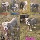 Olde English Bulldogge Puppies for sale in Crowley, TX 76036, USA. price: NA