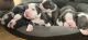 Olde English Bulldogge Puppies for sale in Belleville, NJ, USA. price: $2,000