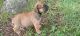 Olde English Bulldogge Puppies for sale in Flippin, AR, USA. price: $1,200