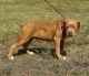 Olde English Bulldogge Puppies for sale in Temple, TX, USA. price: $1,500