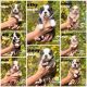 Olde English Bulldogge Puppies for sale in Portola, CA 96122, USA. price: $2,500