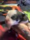 Olde English Bulldogge Puppies for sale in Piedmont, MO 63957, USA. price: $1,000
