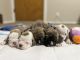 Olde English Bulldogge Puppies for sale in Glendale, WI, USA. price: $1,300