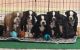 Olde English Bulldogge Puppies for sale in Metter, Georgia. price: $1,500