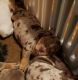Olde English Bulldogge Puppies for sale in Chilliwack, British Columbia. price: $2,000