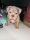 Olde English Bulldogge Puppies for sale in Portsmouth, Rhode Island. price: $5,000