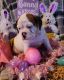 Olde English Bulldogge Puppies for sale in Mena, AR 71953, USA. price: $1,200