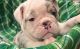 Olde English Bulldogge Puppies for sale in Davenport, Florida. price: $3,000