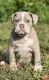 Olde English Bulldogge Puppies for sale in Ocala, FL, USA. price: $4,000