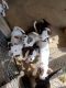 Olde English Bulldogge Puppies for sale in Killen, Alabama. price: $750