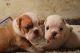 Olde English Bulldogge Puppies for sale in Chicago, IL, USA. price: NA