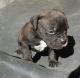 Olde English Bulldogge Puppies for sale in Killeen, TX, USA. price: $800