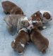 Olde English Bulldogge Puppies for sale in Baltimore, MD, USA. price: NA