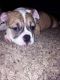 Olde English Bulldogge Puppies for sale in Rochester, NY, USA. price: NA