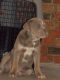 Olde English Bulldogge Puppies for sale in Oklahoma City, OK, USA. price: NA