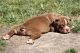 Olde English Bulldogge Puppies for sale in Joliet, IL, USA. price: NA