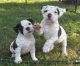 Olde English Bulldogge Puppies for sale in Killeen, TX, USA. price: NA