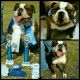 Olde English Bulldogge Puppies for sale in Allendale, SC 29810, USA. price: $1,800