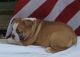 Olde English Bulldogge Puppies for sale in Carlsbad, CA, USA. price: NA