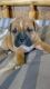 Olde English Bulldogge Puppies for sale in Hesperia, MI 49421, USA. price: NA