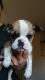 Olde English Bulldogge Puppies for sale in Victorville, CA, USA. price: NA