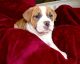Olde English Bulldogge Puppies for sale in St. Louis, MO, USA. price: NA