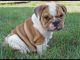 Olde English Bulldogge Puppies for sale in Los Angeles, CA, USA. price: NA