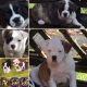 Olde English Bulldogge Puppies for sale in Florence, SC, USA. price: NA