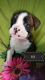 Olde English Bulldogge Puppies for sale in Dayton, OH, USA. price: NA