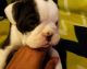 Olde English Bulldogge Puppies for sale in Fayetteville, NC, USA. price: $900