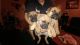 Olde English Bulldogge Puppies for sale in Fort Wayne, IN, USA. price: $700