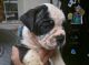 Olde English Bulldogge Puppies for sale in Lafayette, LA, USA. price: NA