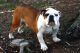 Olde English Bulldogge Puppies for sale in Brandywine, MD 20613, USA. price: $1,000