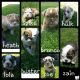 Olde English Bulldogge Puppies for sale in Nampa, ID, USA. price: $1,500